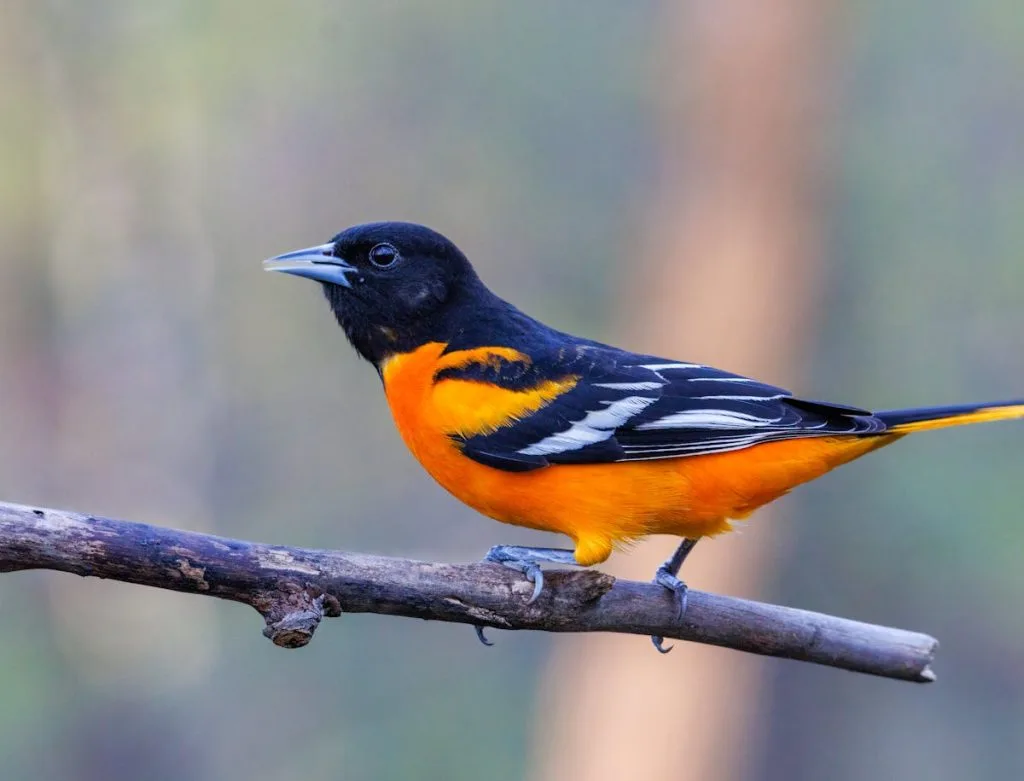 How to Feed Orioles Foods Orioles Eat